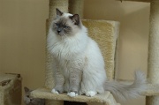 RAGDOLLS 001